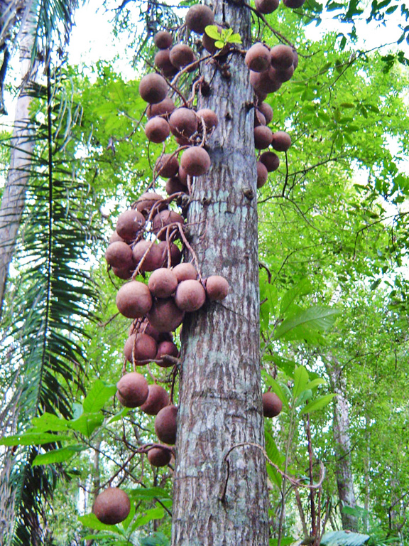cannonball tree